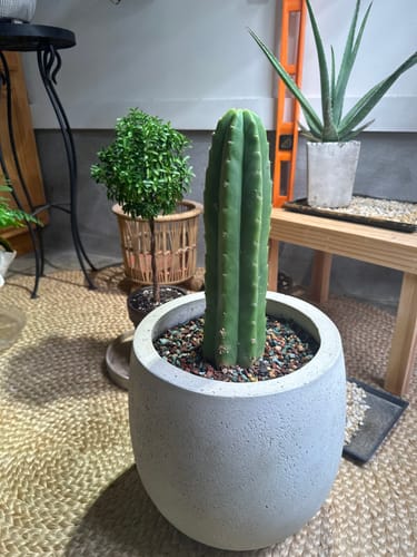 Customer photo review of San Pedro Cactus | Echinopsis (Trichocereus) pachanoi