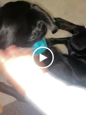Customer video review of 4cm Combat® Collar | With Handle & Rated Clip - Turquoise v2.0