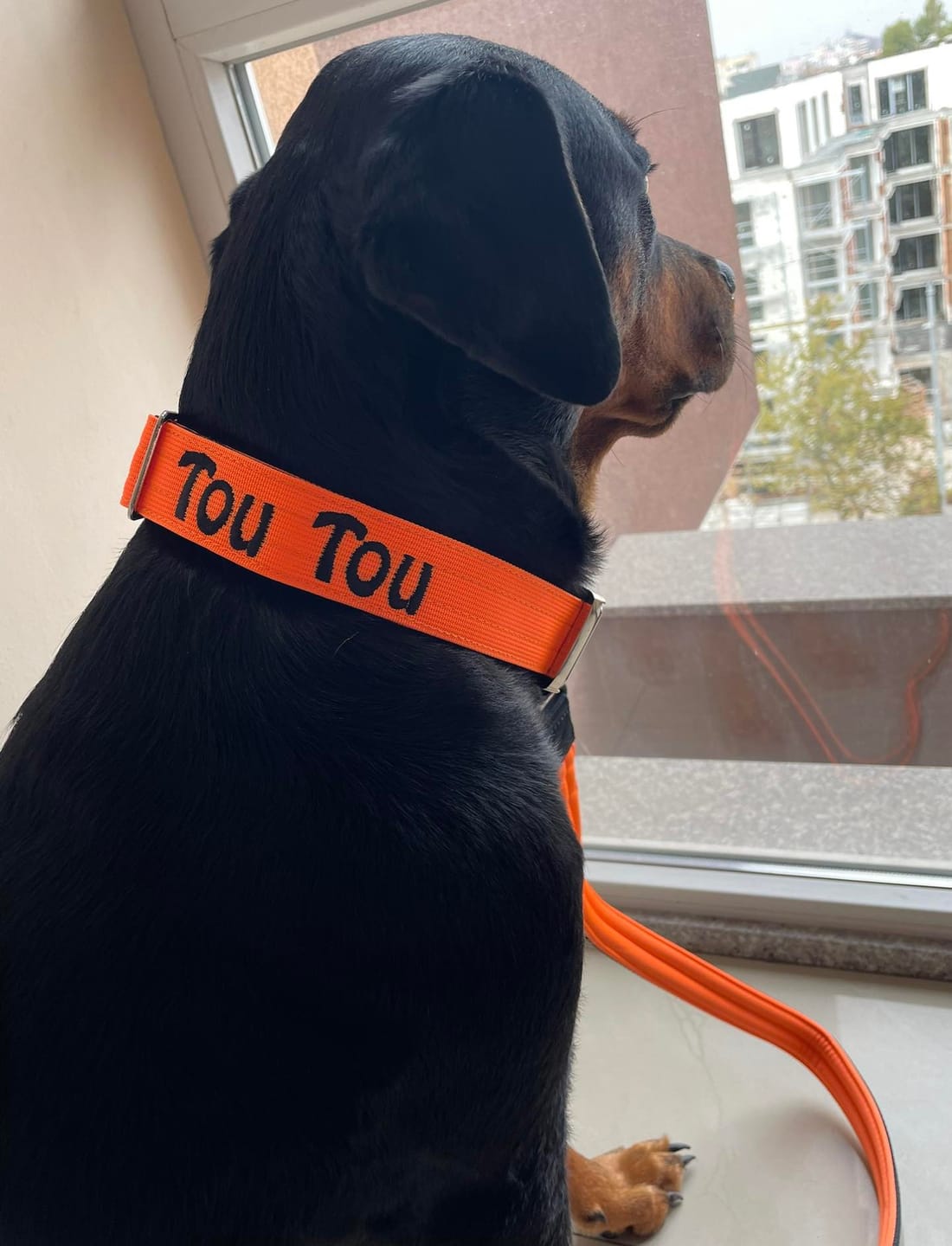 Customer photo review of 4cm Combat® Collar | With Handle & Rated Clip - Orange v2.0