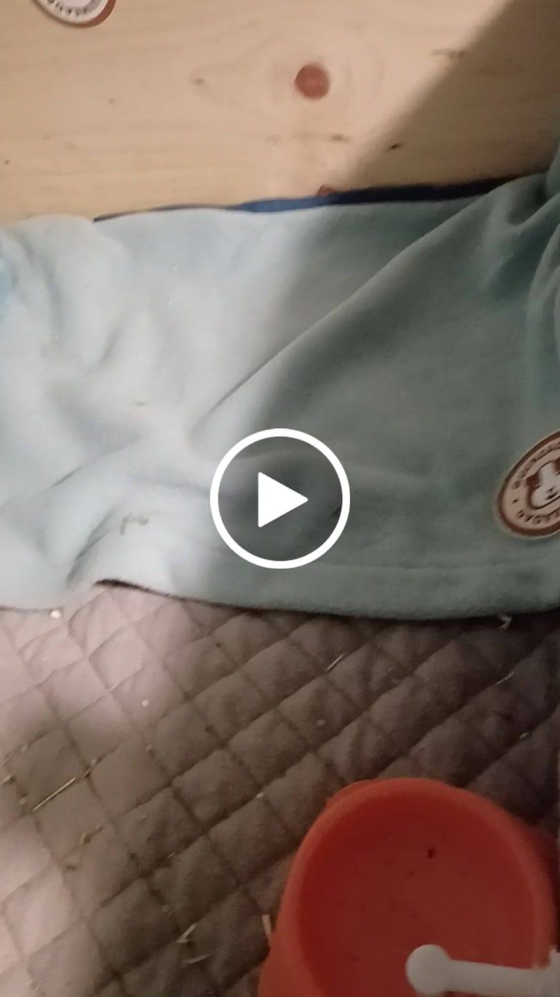 Customer video review of Premium GuineaDad Pee Pads (Pack of 5)