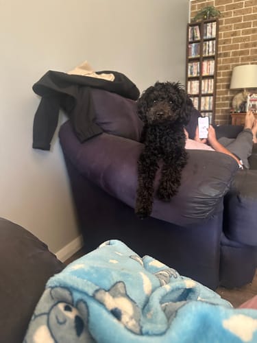 Customer photo review of Premium Doggie Wipes - Natural Skin & Coat Dog Wipes (80 Wipes)