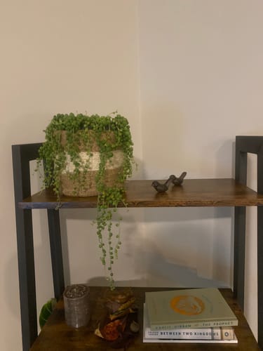 Customer photo review of String of Pearls | Senecio Rowleyanus