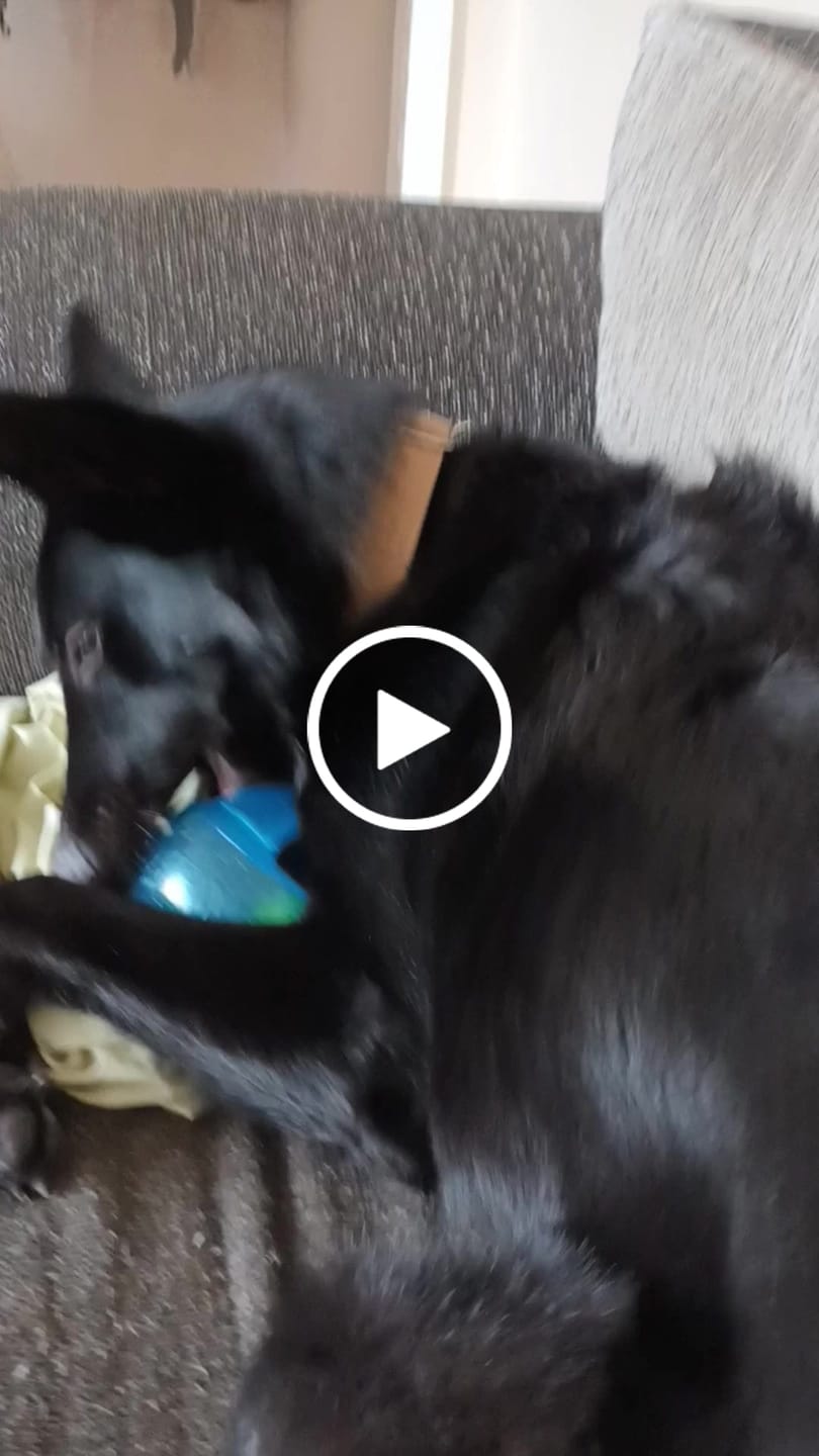 Customer video review of 4cm Combat® Collar | With Handle & Rated Clip - Military Tan v2.0