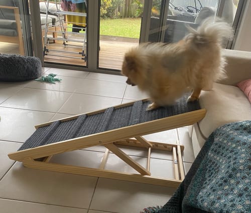 Customer photo review of Pawz Wood Adjustable Height Pet Ramp Stair