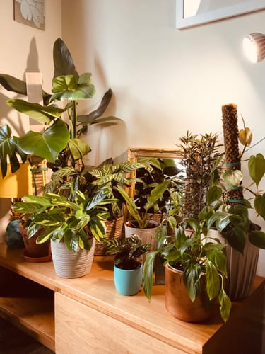 Customer photo review of Pianta Grow Light and Stelo Clip-On Bulb Holder Bundle