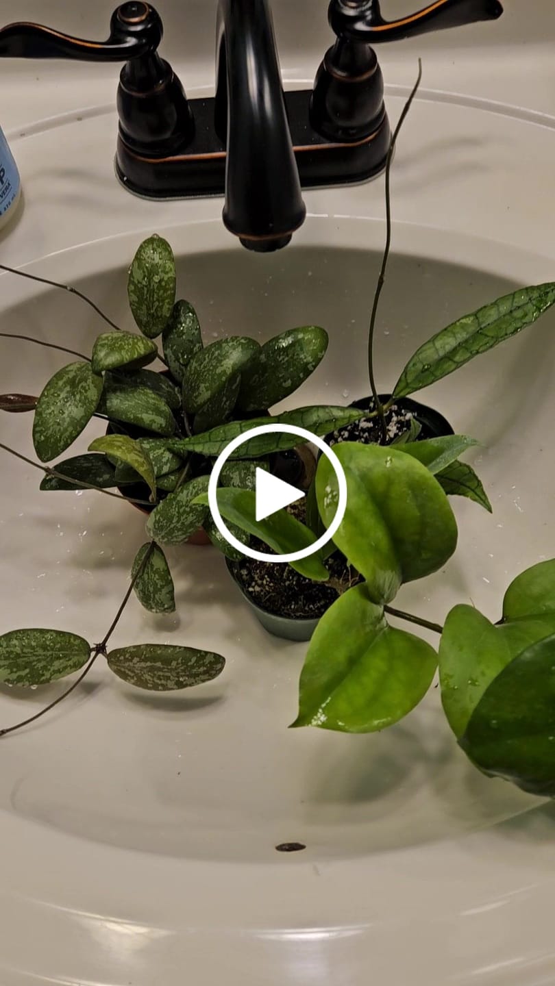 Customer video review of Hoya surigaoensis