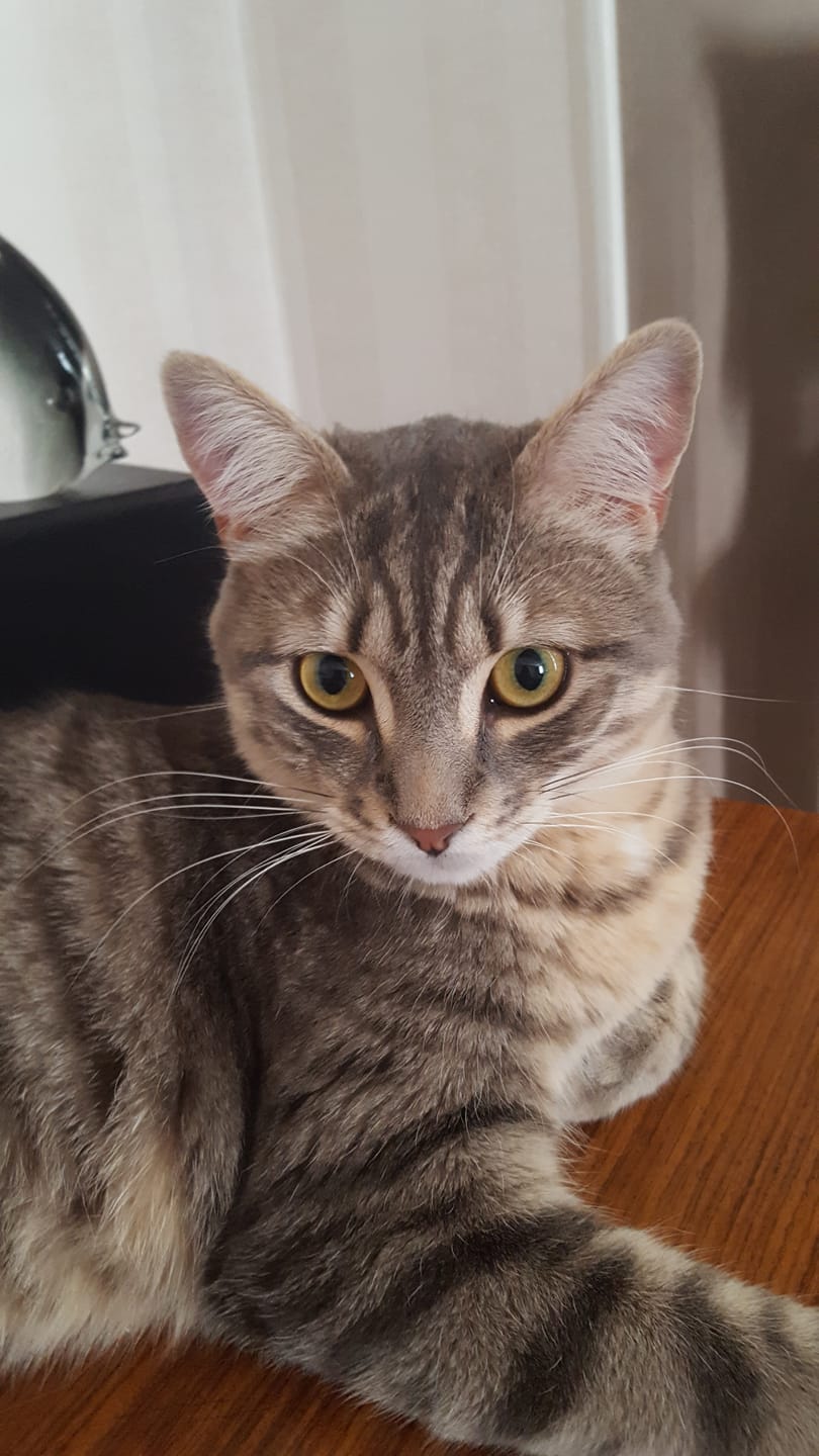 Customer photo review of Croquettes de volaille riches en ingrédients frais (chat adulte)