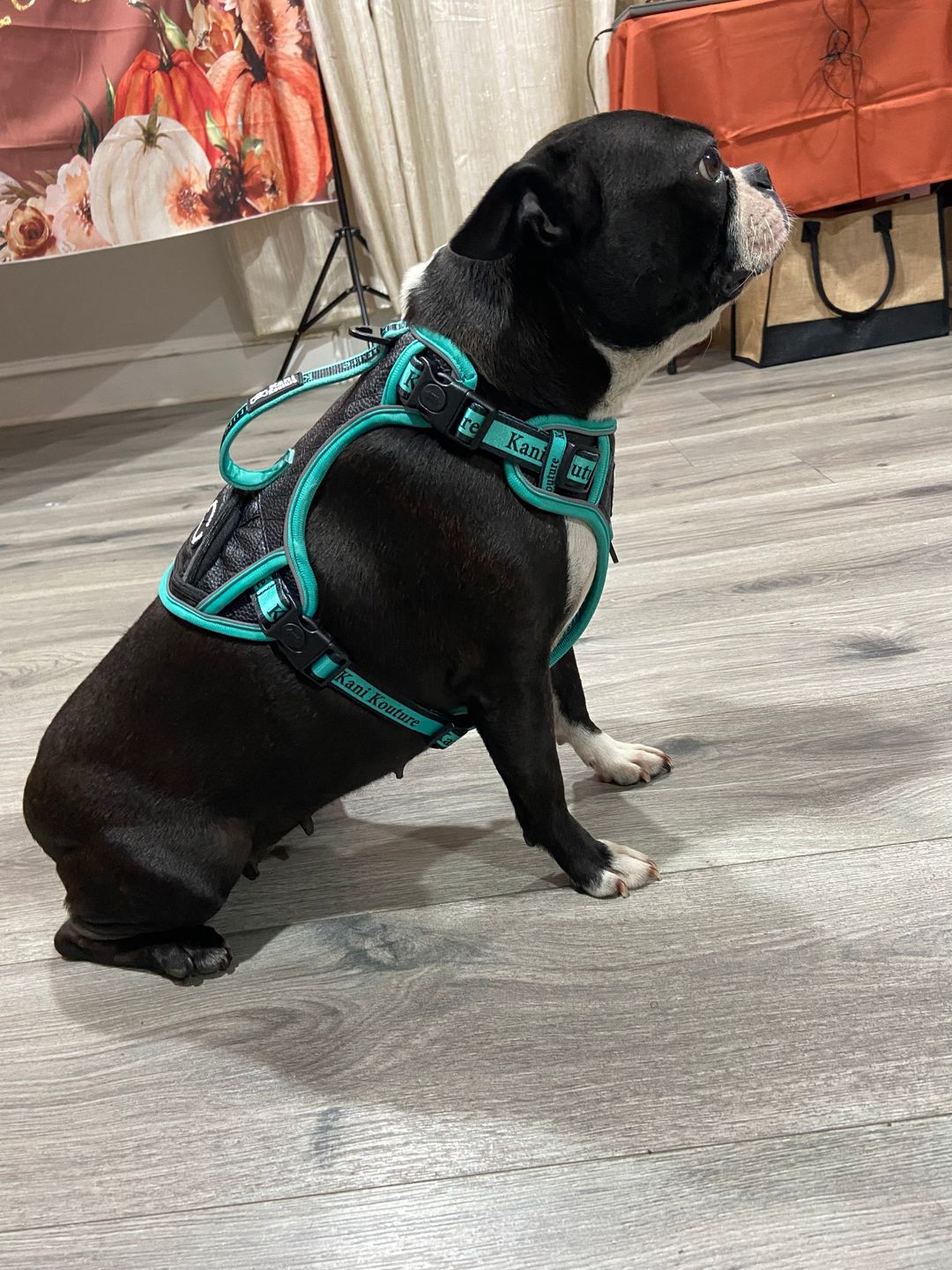 Customer photo review of Tiffany Twilight - Adventure Leather Harness
