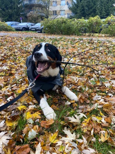 Customer photo review of Visibility Raincoat Dark for Dogs