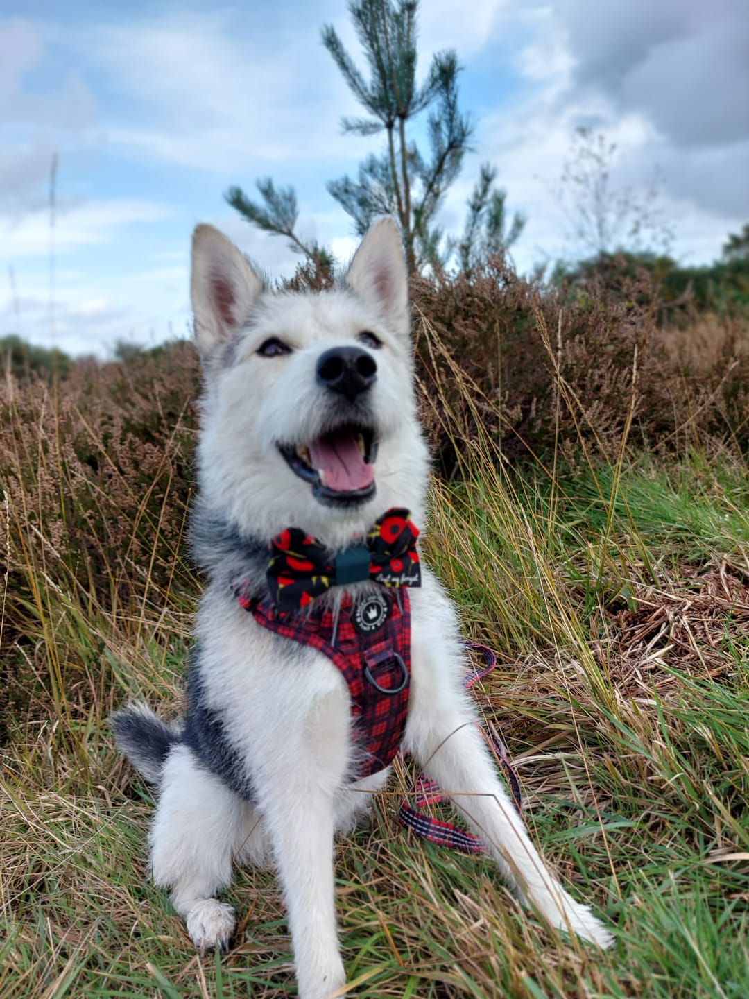 Customer photo review of Trail & Glow® Fabric Dog Lead 5ft - The Tartan One