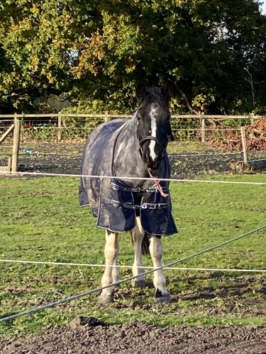 Customer photo review of Rhinegold Torrent Outdoor Rug