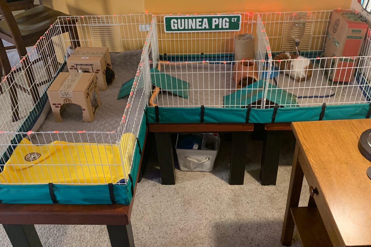 Customer photo review of Original GuineaDad Liner