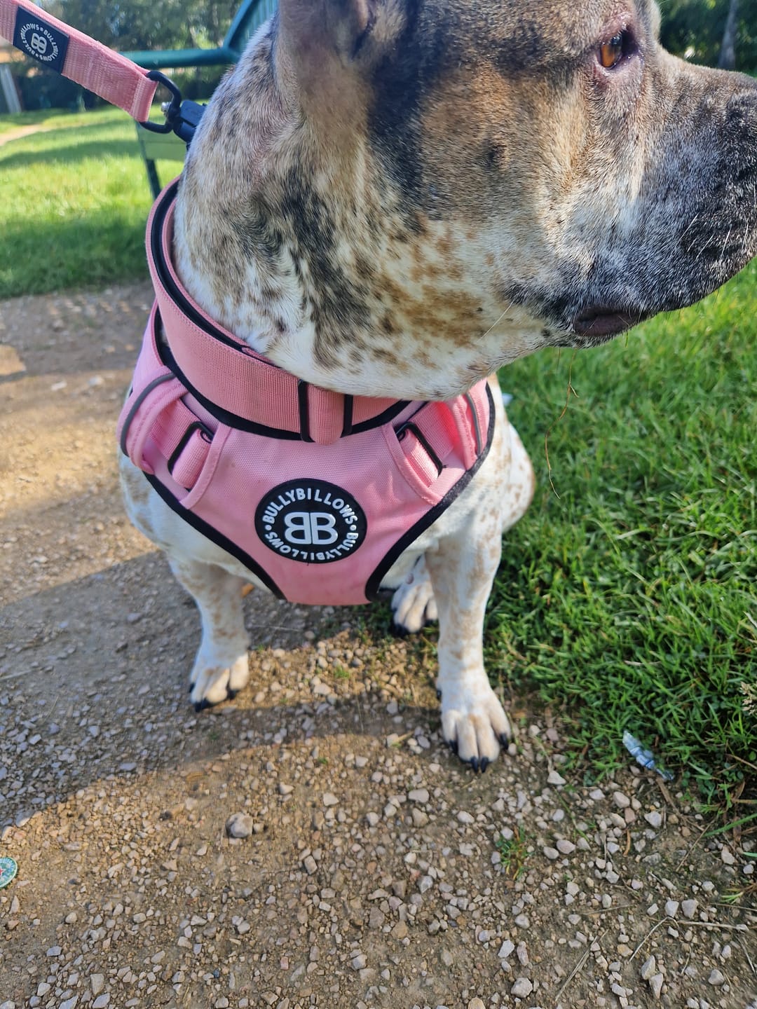 Customer photo review of 5cm Combat® Collar | With Handle & Rated Clip - Pink v2.0