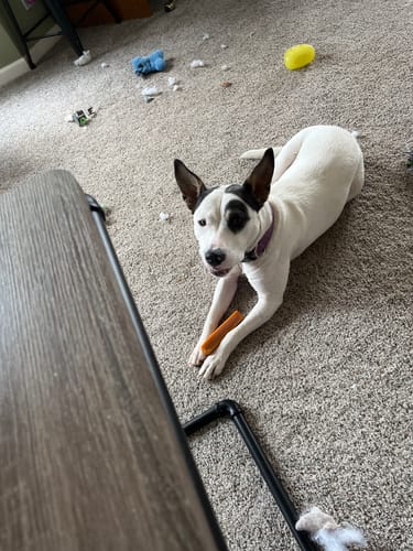 Customer photo review of PUMPKIN LARGE CHEWS (ONE SIZE)