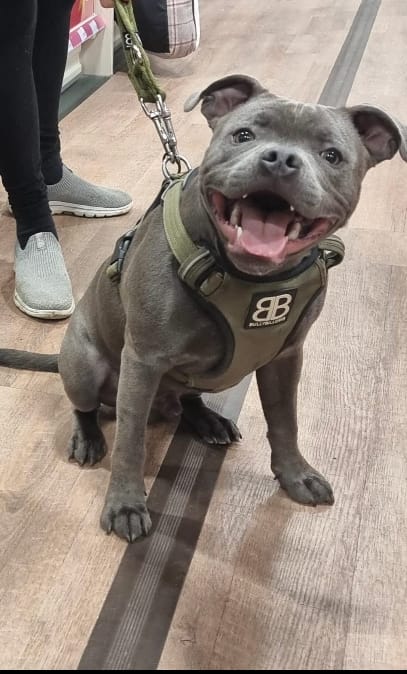Customer photo review of Double Ended Training Lead | All Breeds - Durable & Soft 2m Lead - Khaki