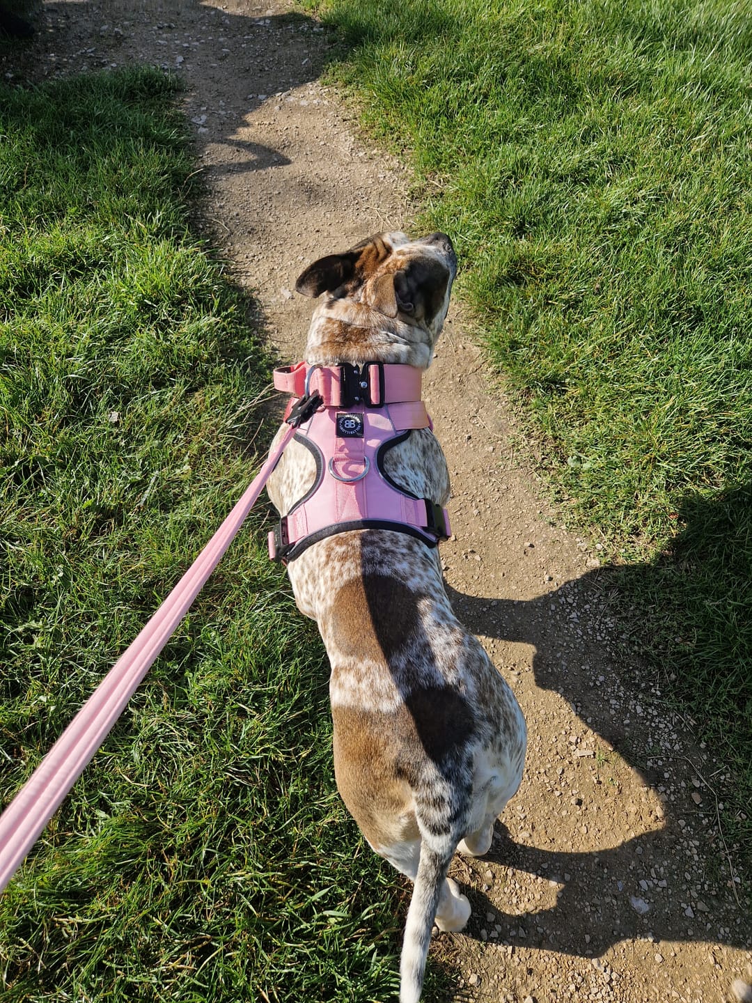 Customer photo review of 1.4m Swivel Combat Lead | Neoprene Lined, Secure Rated Clip with Soft Handle - Pink
