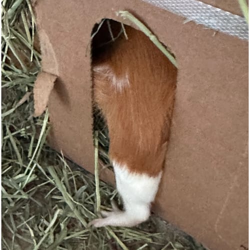Customer photo review of Timothy Hay Box for Guinea Pigs (3 Pack)