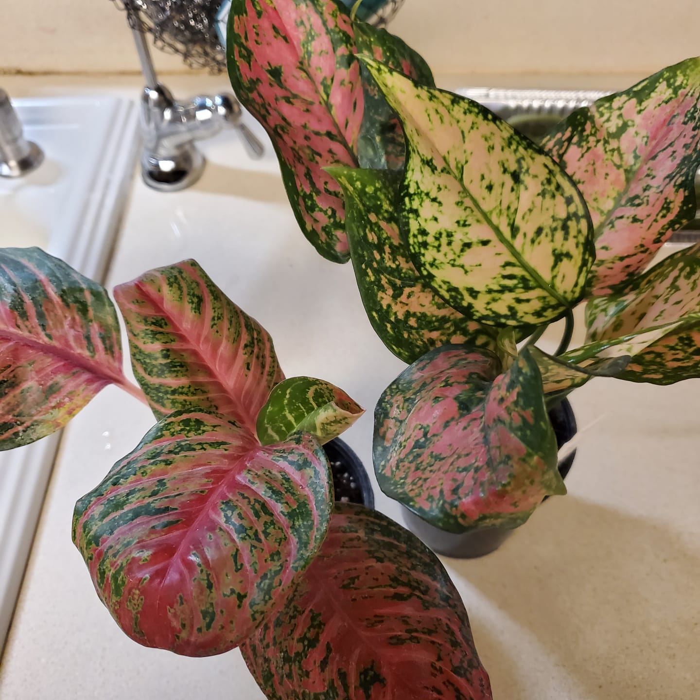 Customer photo review of Aglaonema 'Ruby Ray'