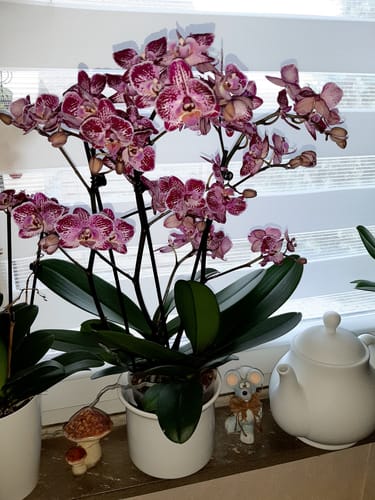 Customer photo review of Große Two of Us Coco Purple Rain mit gefleckten Blüten und 4+ Stielen