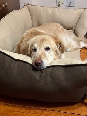 Customer photo review of Mike Pet Bed