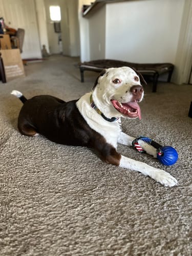 Customer photo review of Tundra Tug Toy