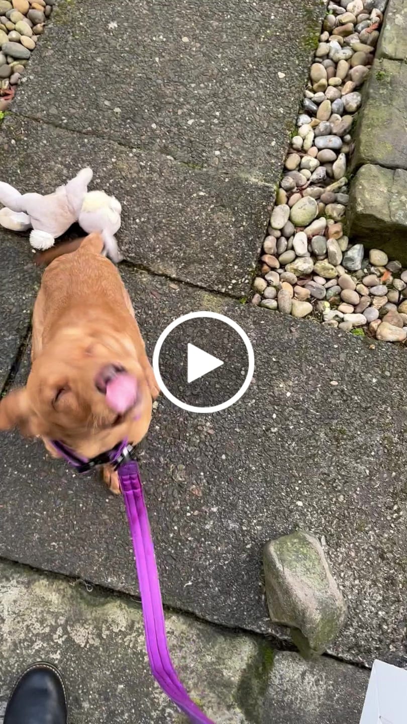 Customer video review of 1.2m Mini Combat Lead | Foam & Neoprene Lined with Soft Handle - Purple