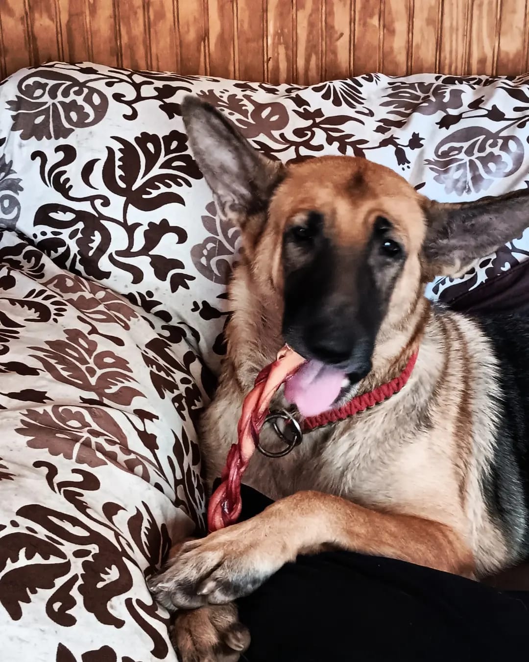 Customer photo review of Pig Ears