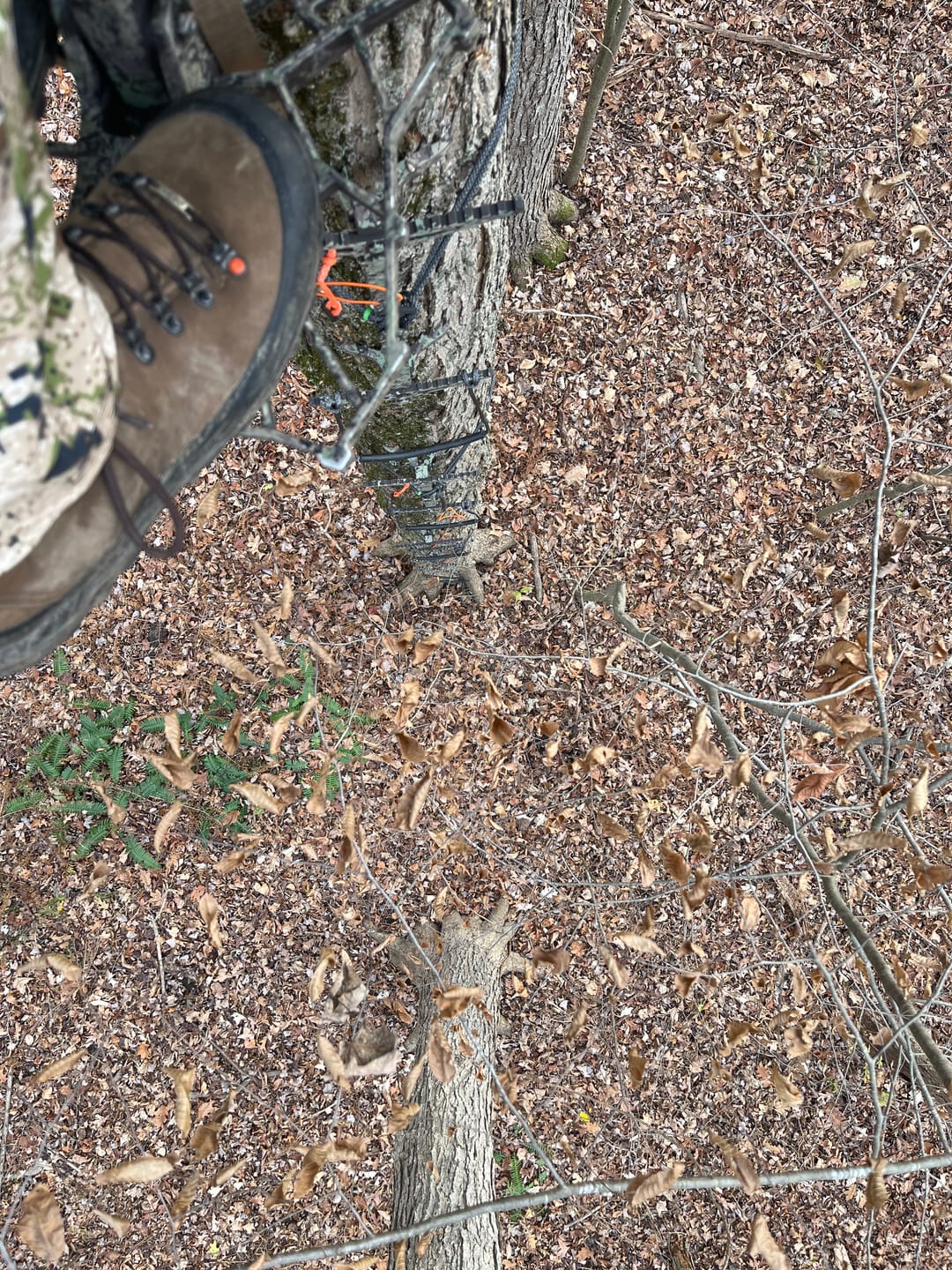 Customer photo review of 20" OB (NO HOLE) BEAST GEAR CLIMBING STICK