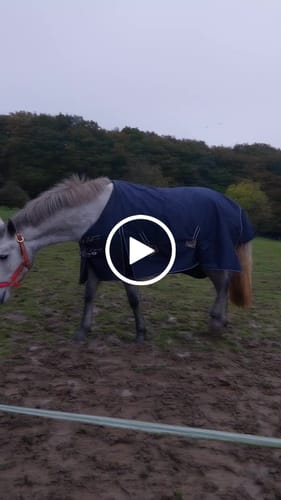 Customer video review of Rhinegold Torrent Outdoor Rug