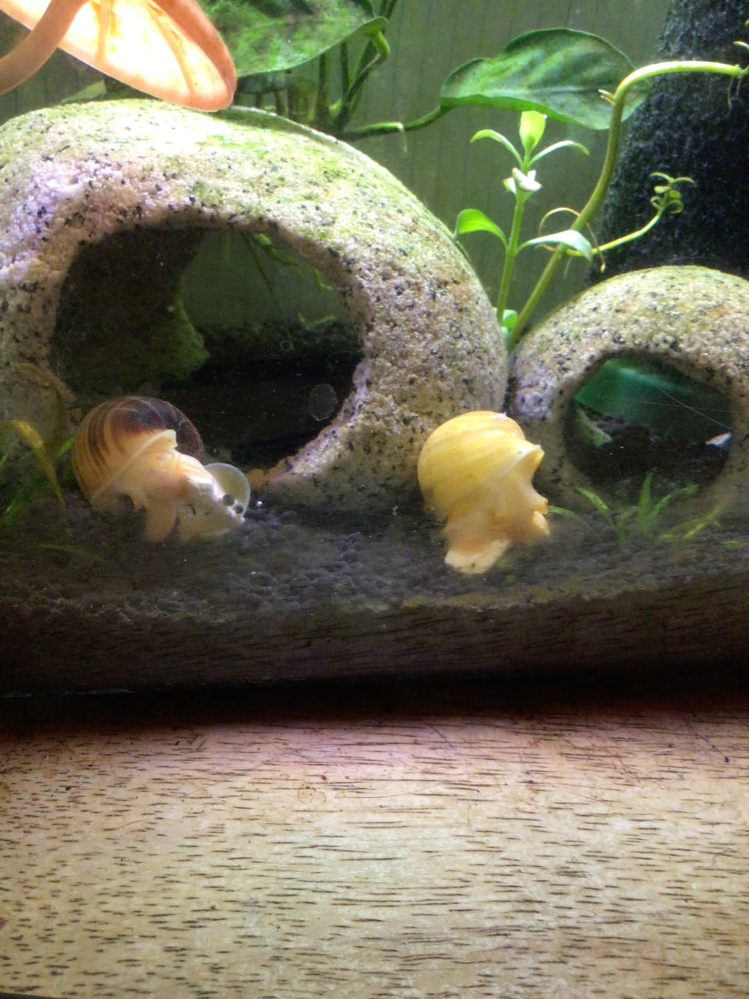 Customer photo review of Magenta Mystery Snail