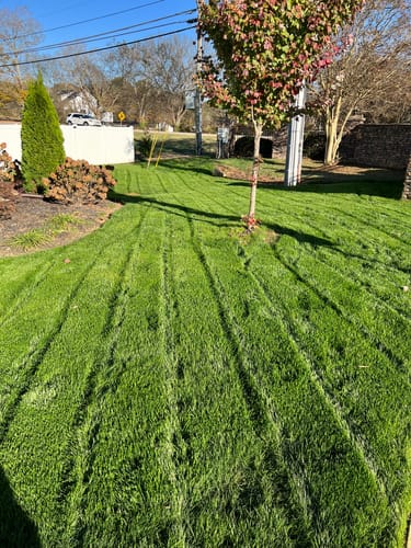 Customer photo review of GCI Turf Cool Blue Grass Seed