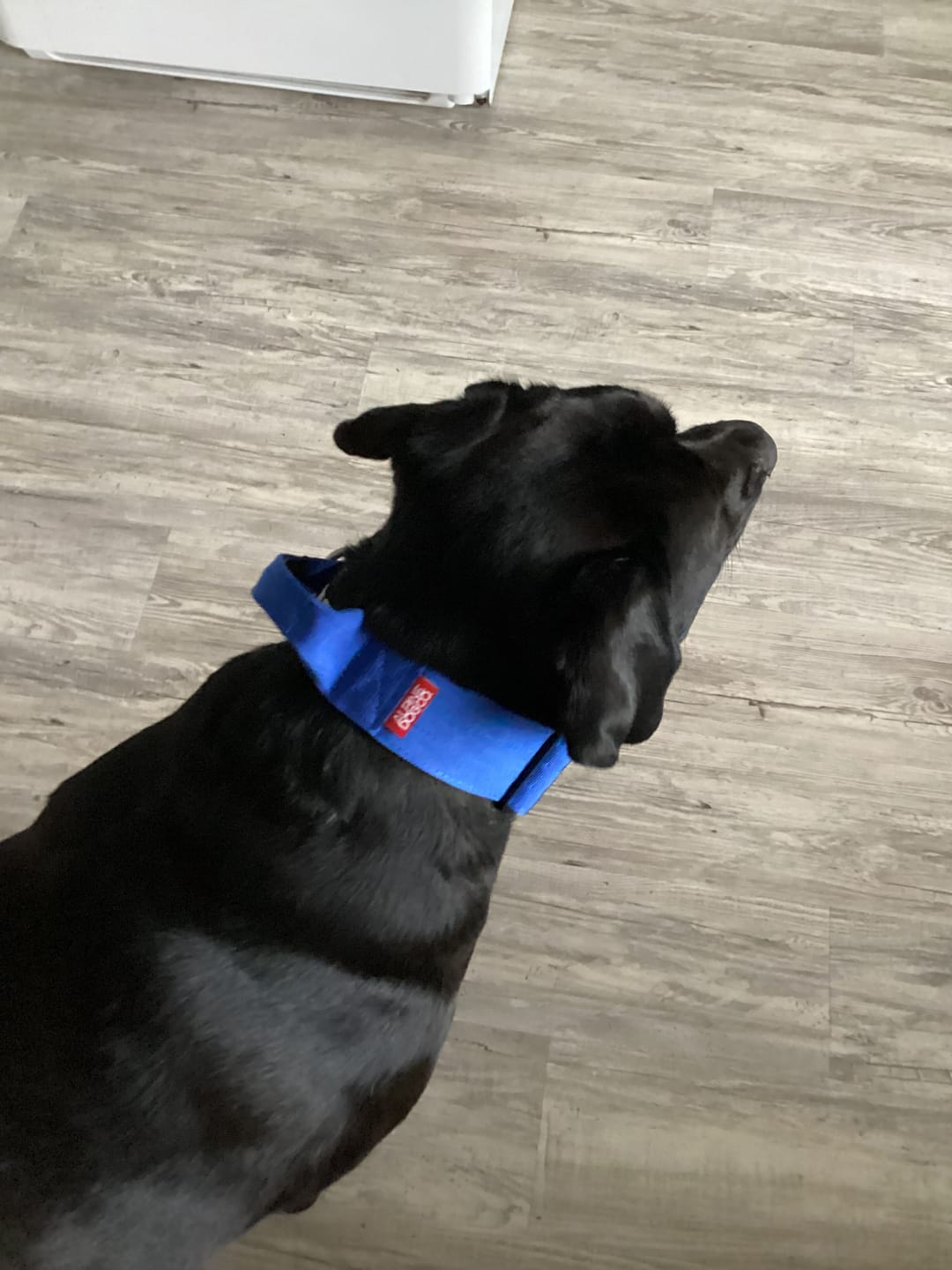 Customer photo review of 2" Tactik Dog Collar - Cobalt