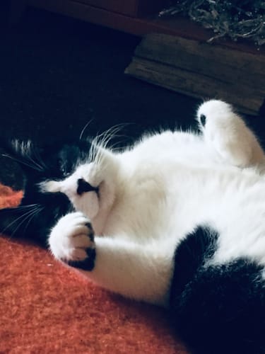 Customer photo review of Croquettes de volaille riches en ingrédients frais (chat adulte)