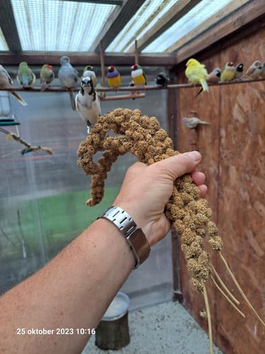 Customer photo review of PROMO Trosgierst Pak 1kg - Duvo+