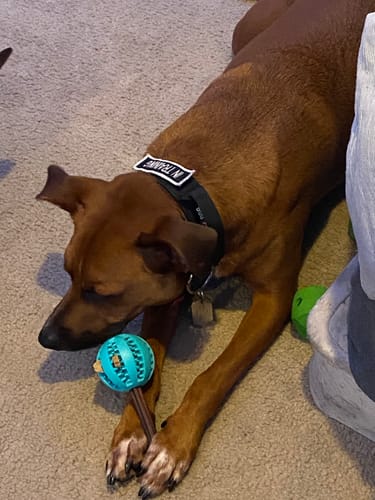 Customer photo review of 12 Inch Standard Bully Stick