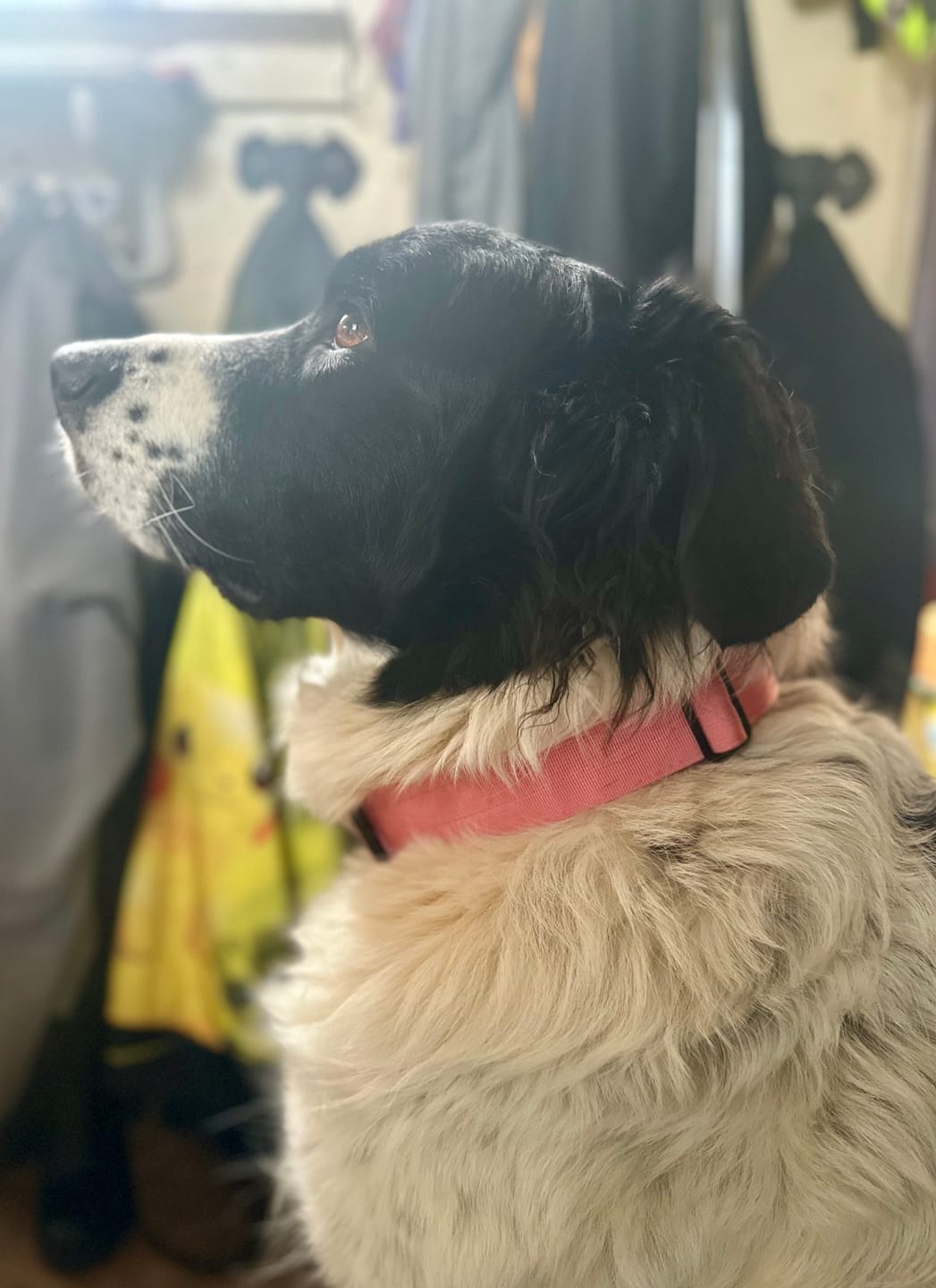 Customer photo review of 2" Tactik Dog Collar - Rose