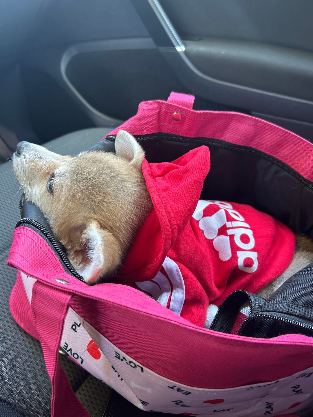 Customer photo review of Felpa "Adidog" Rossa Personalizzabile con Nome