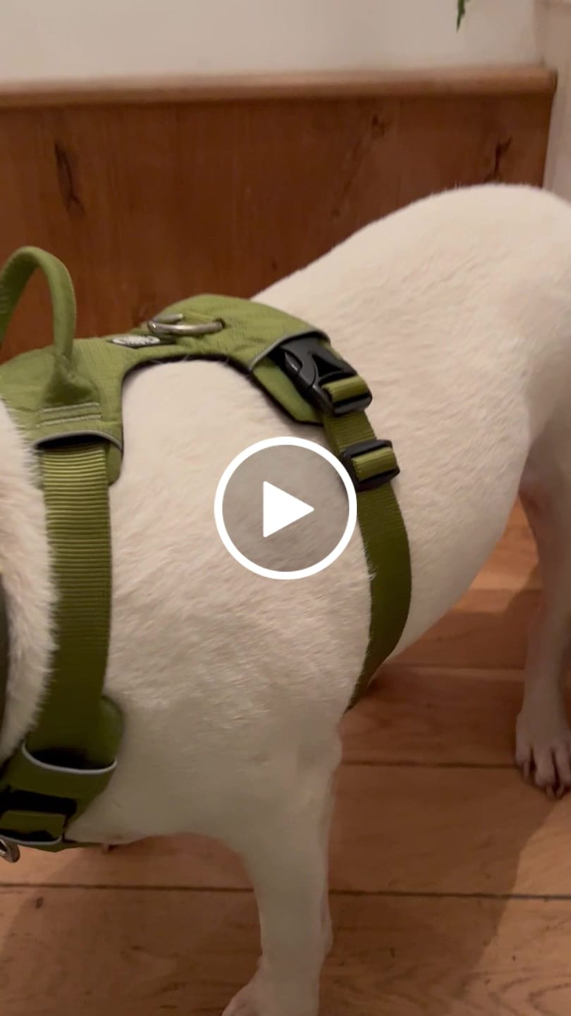 Customer video review of Air Mesh Harness - Anti-Pull, With Handle, Non Restrictive & Adjustable - Olive Green