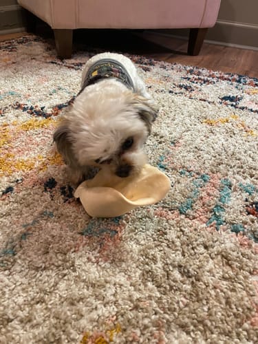 Customer photo review of Cow Ears For Dogs