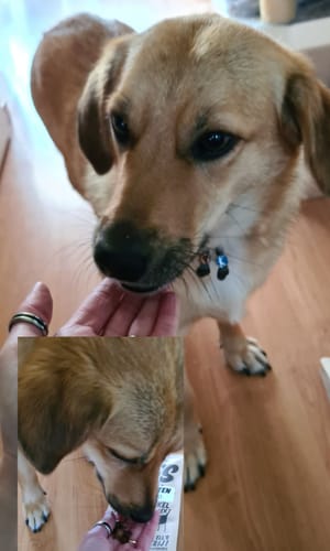 undefined review of Puppernoten | Kleine hondensnacks image 1 out of 1
