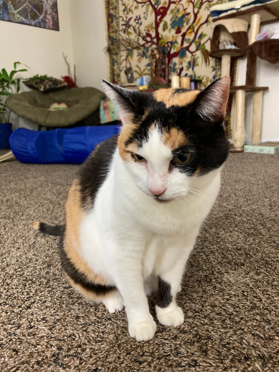 Customer photo review of Mange Treatment for Cats - Treats Feline Sarcoptic & Demodectic Mange, Scabies & Ear Mites