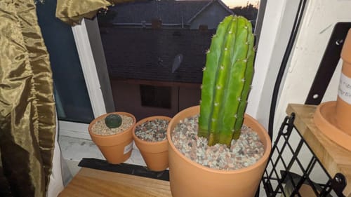 Customer photo review of San Pedro Cactus | Echinopsis (Trichocereus) pachanoi