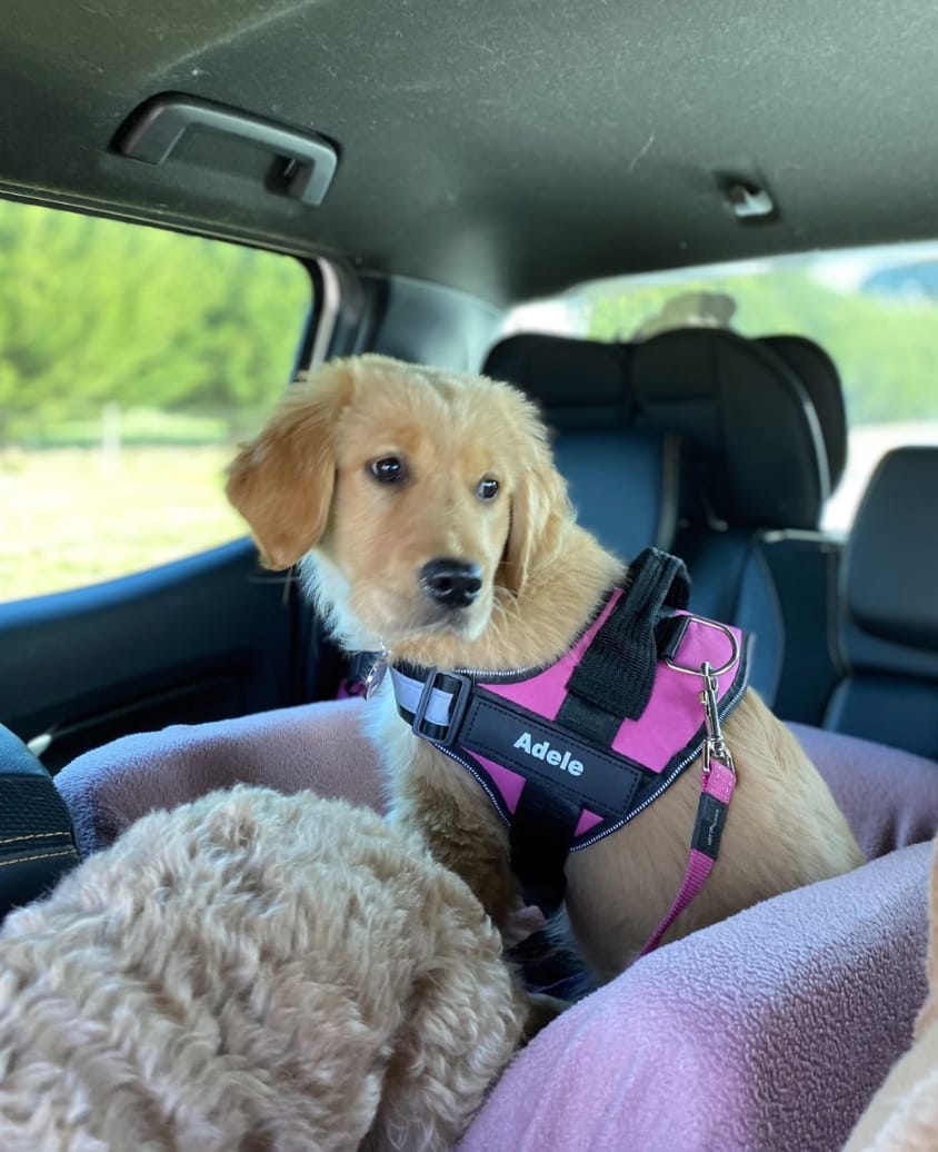 Customer photo review of Puppery™ Personalisiertes Anti-Zug Hundegeschirr