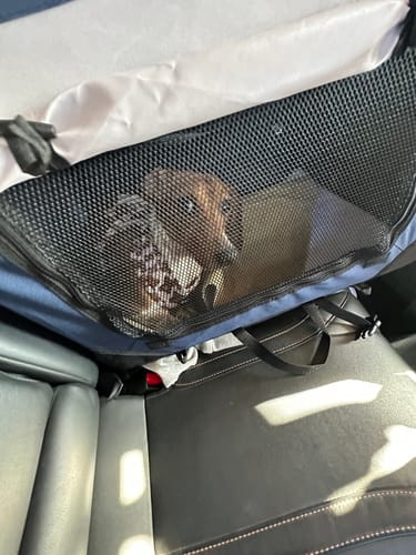 Customer photo review of Pawz Pet Carrier Bag