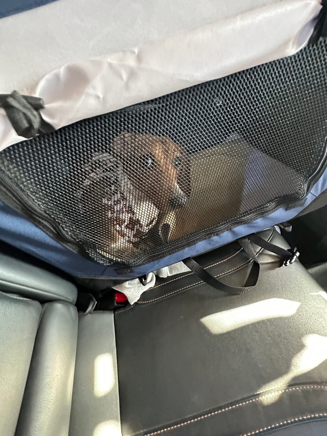 Customer photo review of Pawz Pet Carrier Bag
