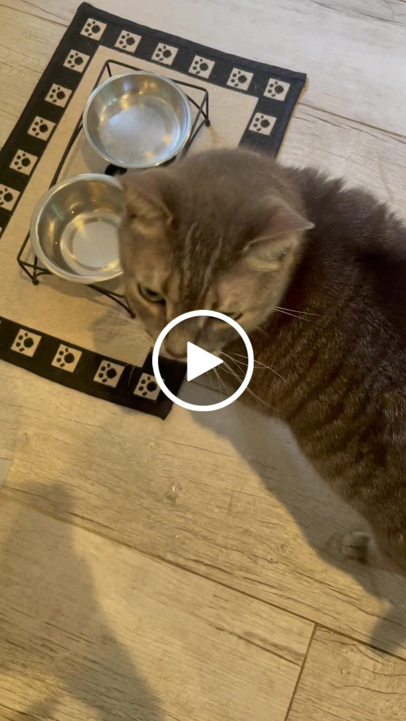 Customer video review of Royal Canin Veterinary Diet - Urinary SO+ Satiety Dry Cat Food