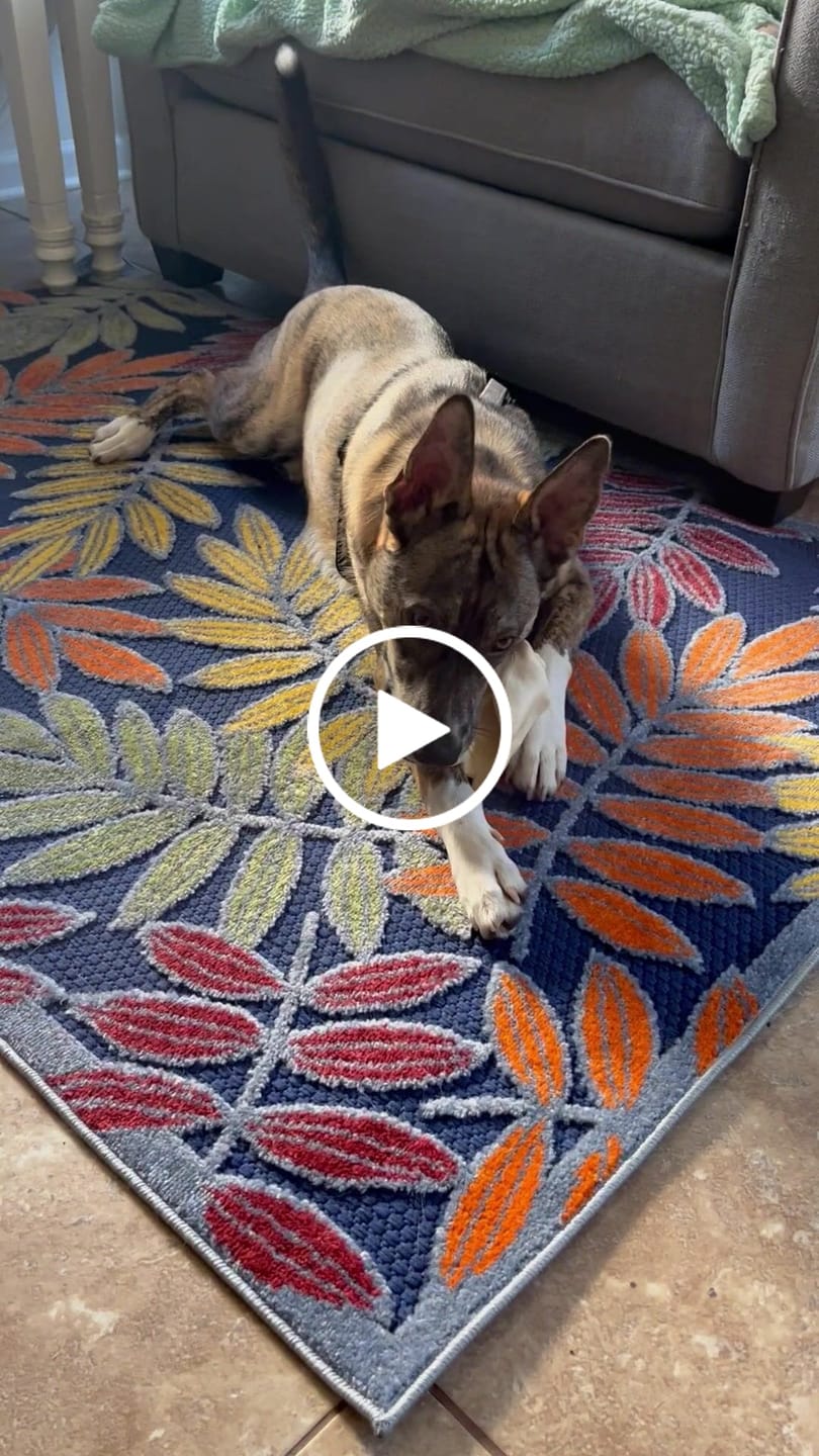 Customer video review of Cow Ears For Dogs