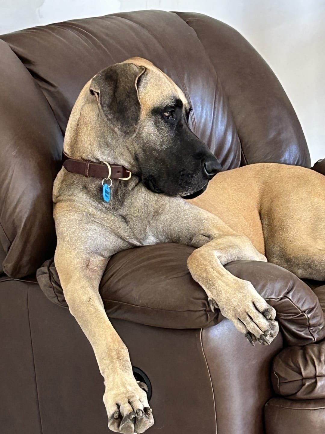 Customer photo review of Dog Collar