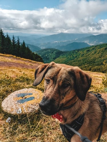 Customer photo review of Ultimate Preset Bundle