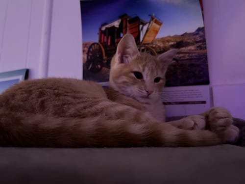 Customer photo review of Interactive Bird Simulation Cat Toy Set